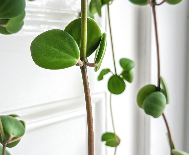 peperomia hope vines hanging down against a white wall