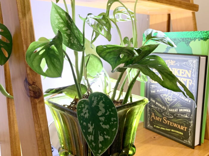 small monstera adansonii potted in a green glass pot on a shelf
