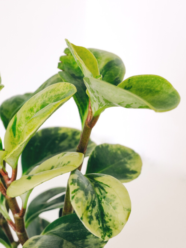 Easy Peperomia Obtusifolia Variegata Propagation | Sprouts and Stems