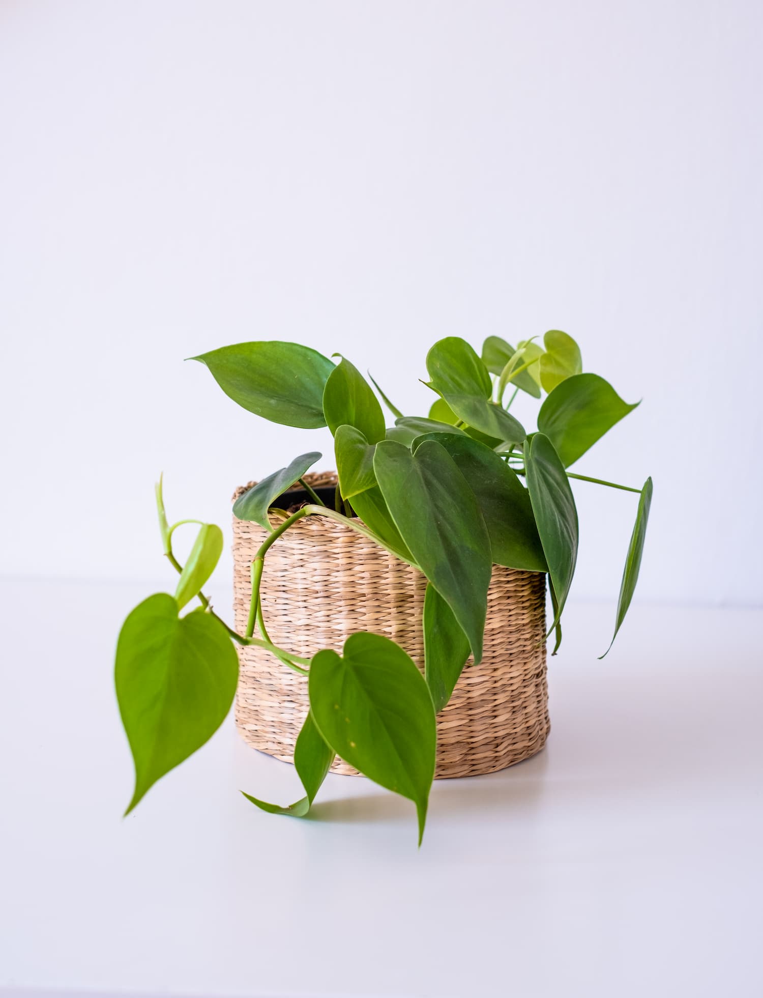 tasse monstera Sage Green Aloha Hawaii Ceramic Mug Monstera Hibiscus Plumeria Seamless  Vibes