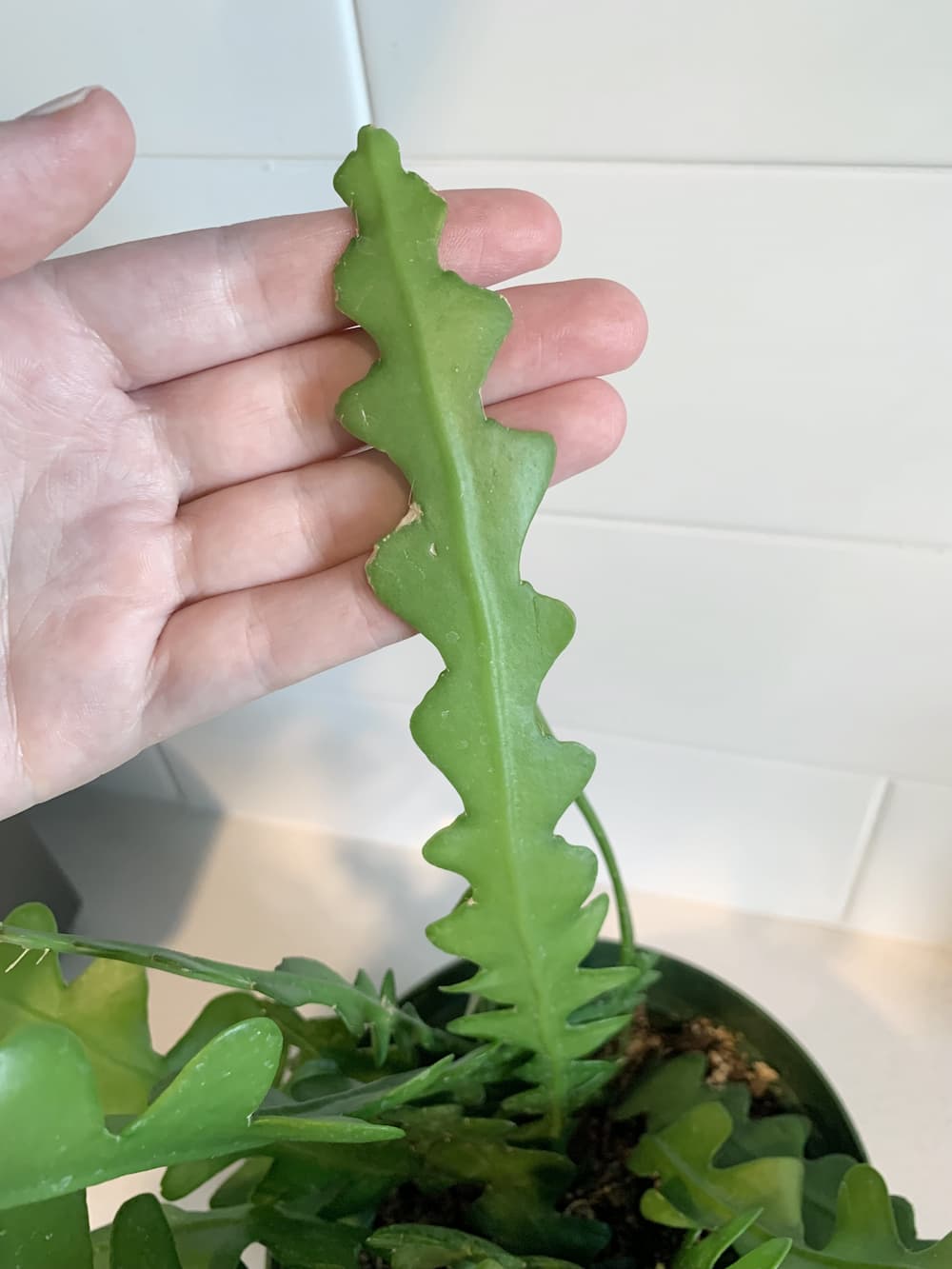 My fishbone cactus grew a new stem pretty quickly : r/proplifting