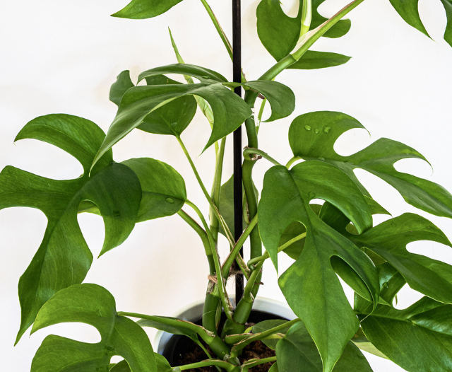 Rhaphidophora tetrasperma plant on a white background