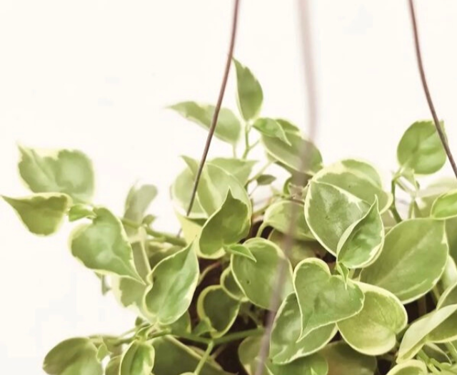 close up of cupid peperomia plant in a hanging basket