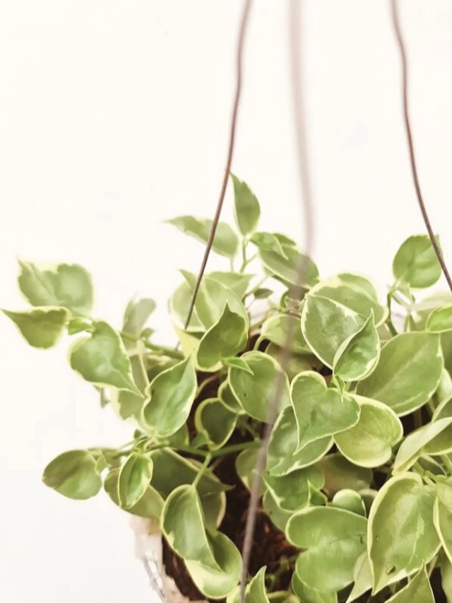 Cupid Peperomia: 3 Easy Tips to Make It THRIVE!