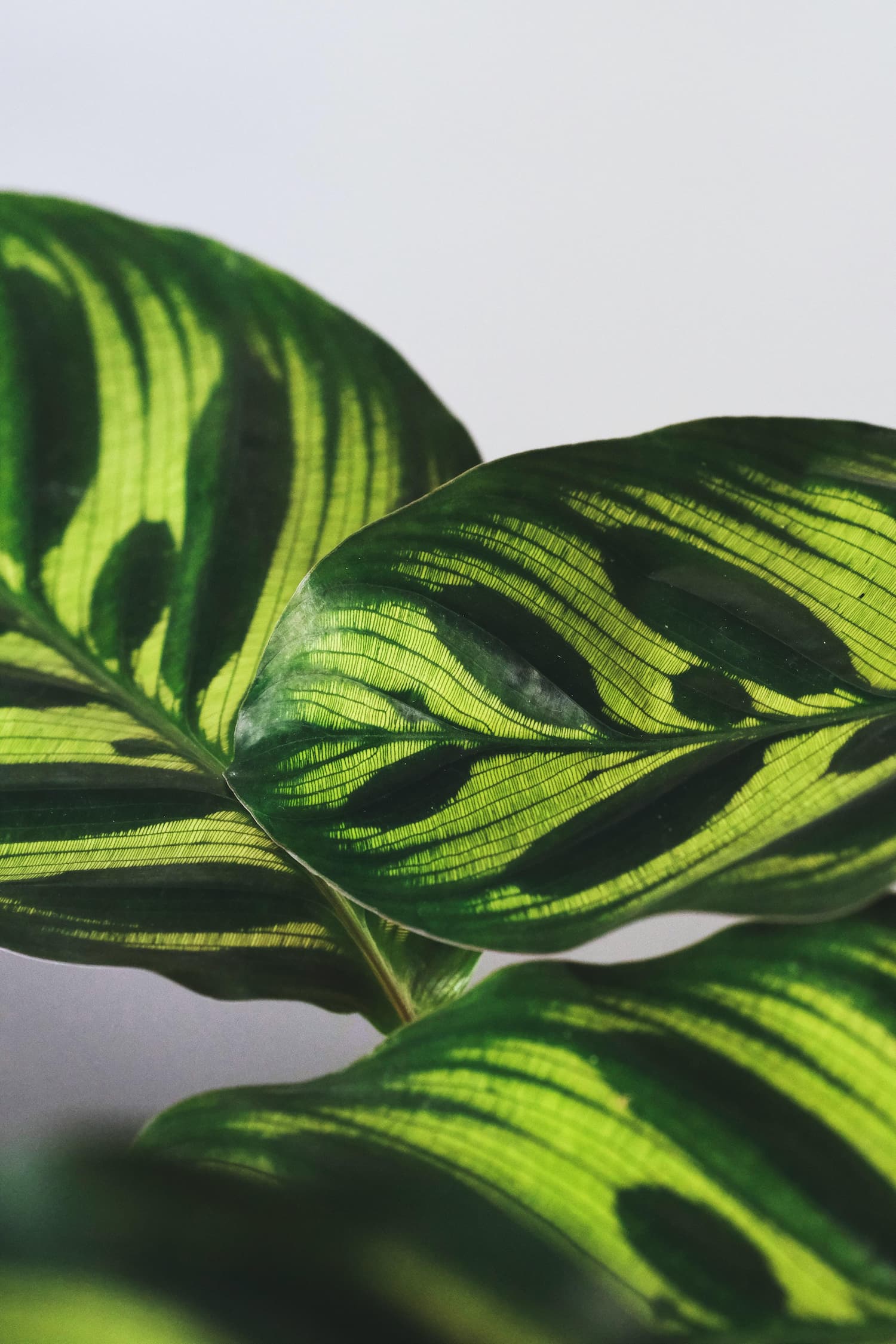 3d printed planter Mid-Century Ribbed Planter with Drainage and Saucer in Multiple Colors, 3D Printed Planter with Unique Modern Design, Lightweight, Wave Copper / 5 main image 1