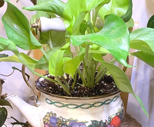neon pothos potted in a teapot