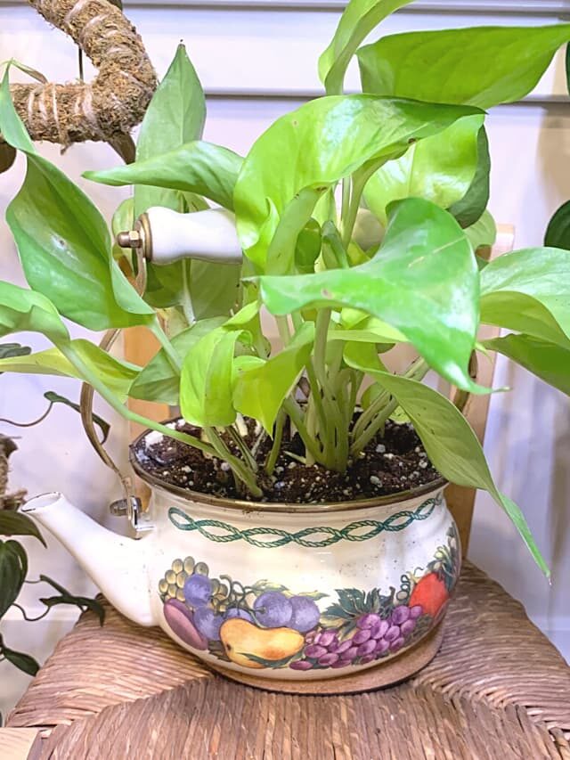 7 Gift Ideas for Plant People (Unique and Budget Friendly!)