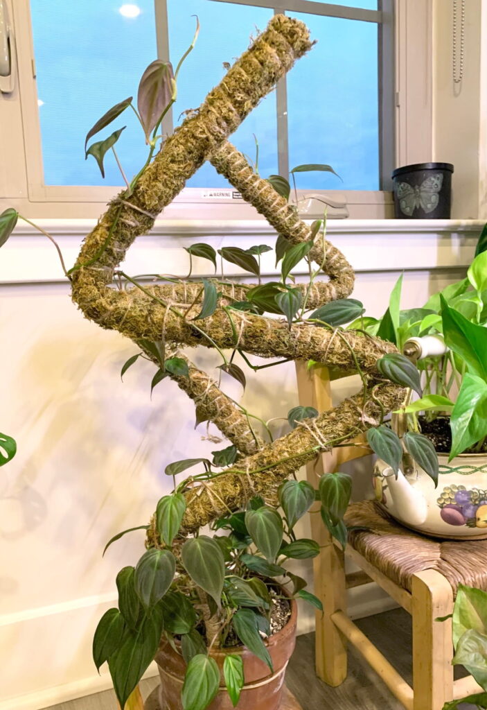 Philodendron micans on two bendable moss poles