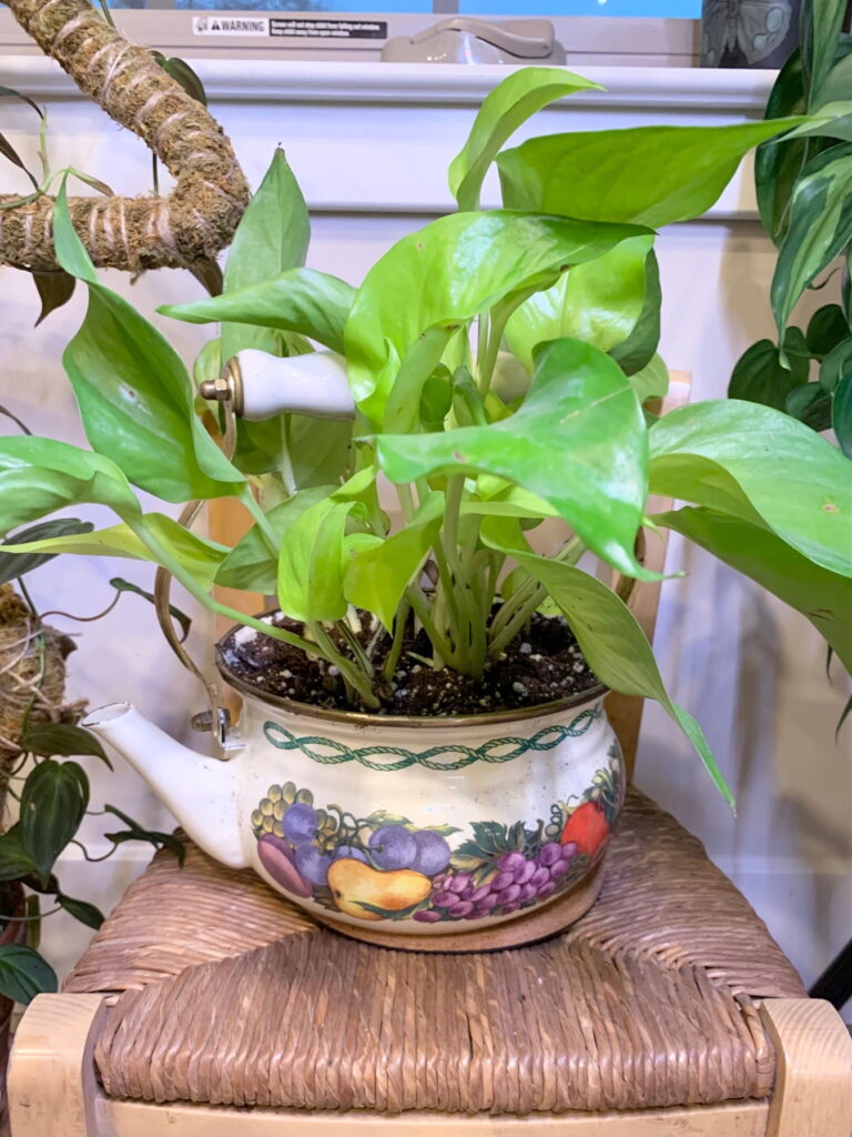 7 Unique Plant Gift Ideas for Every Budget! Sprouts and Stems