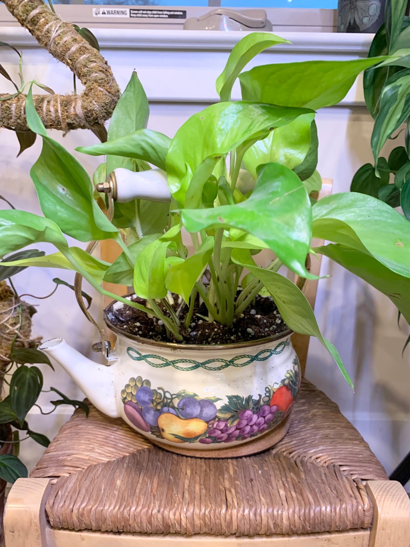 7 Unique Plant Gift Ideas for Every Budget! Sprouts and Stems