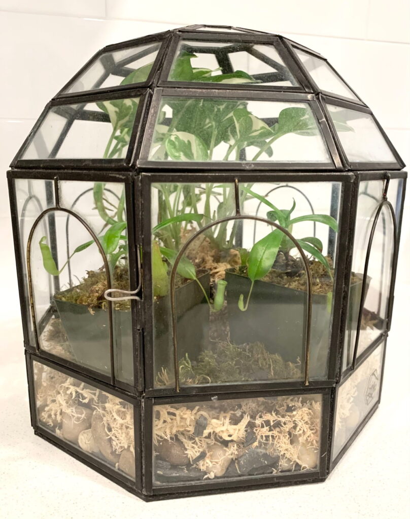Bird cage terrarium with plants inside