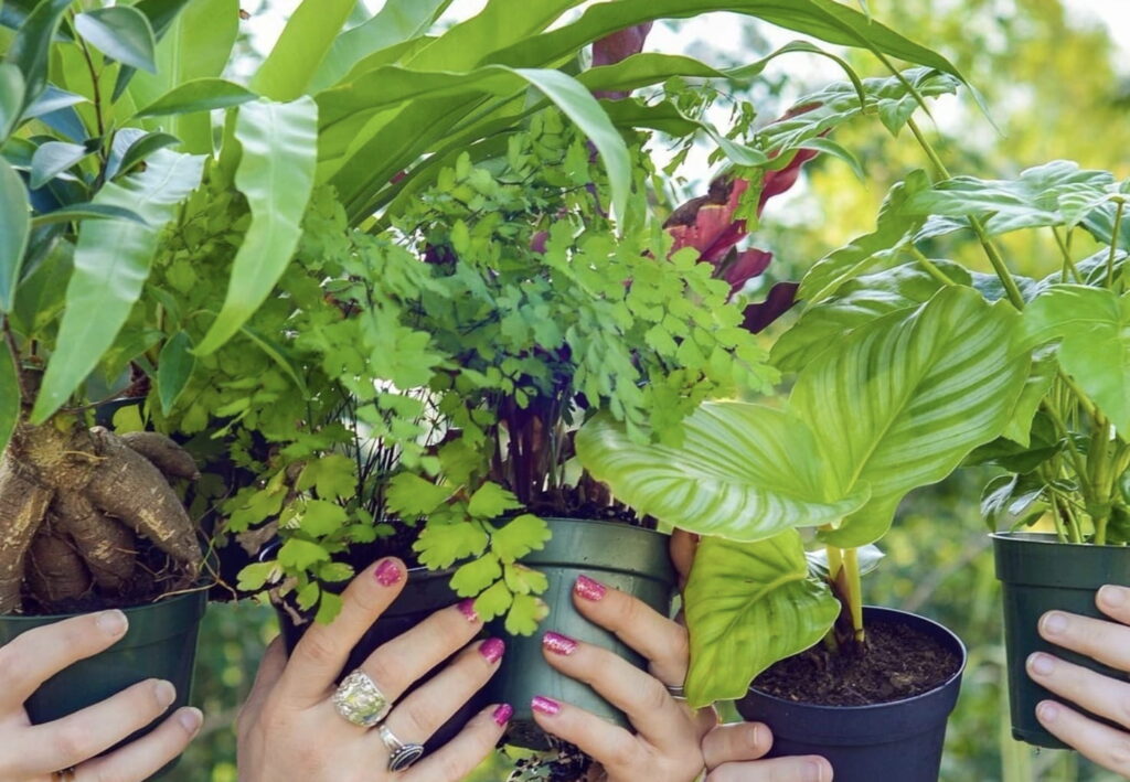 hands holding a bunch of potted plants