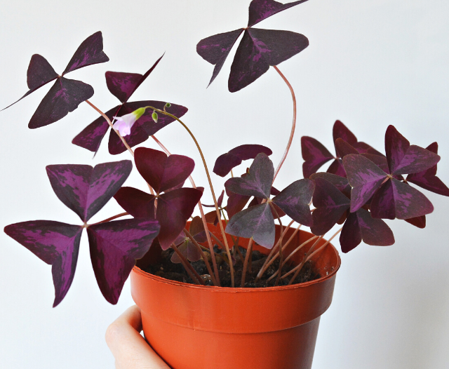 A hand holding up a potted oxalis triangularis plant on a gray background