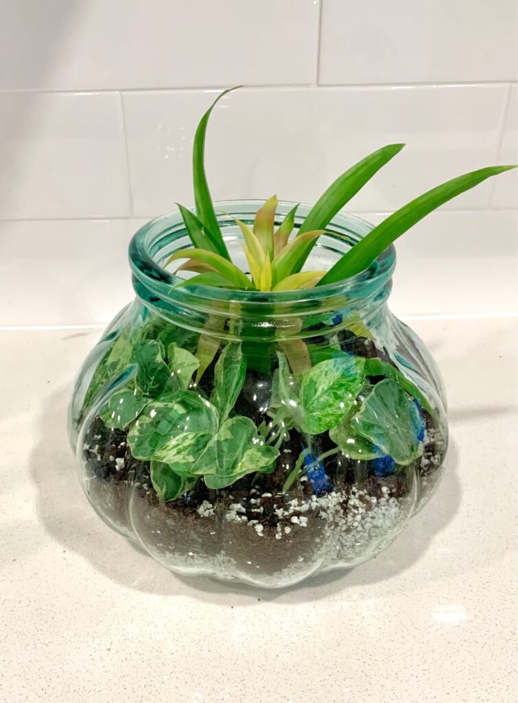 terrarium with plants on a countertop
