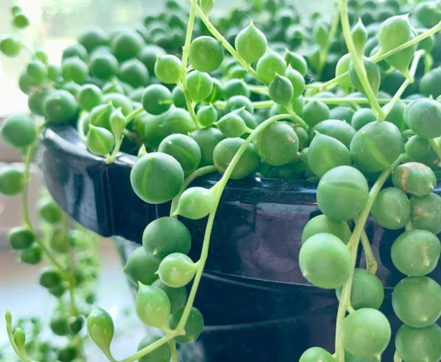 close up of string of pearls plant