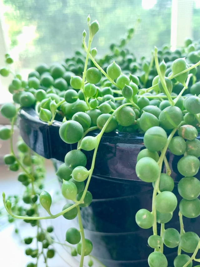 These 10 Houseplants Make Awesome Gifts!