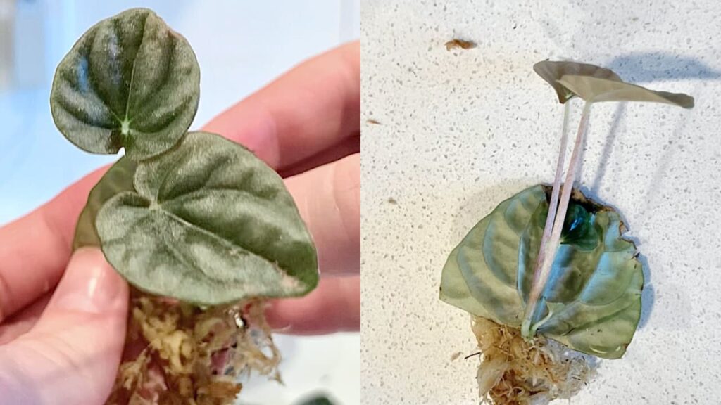 to photos side by side of a baby peperomia plant sprouted from a propagated leaf
