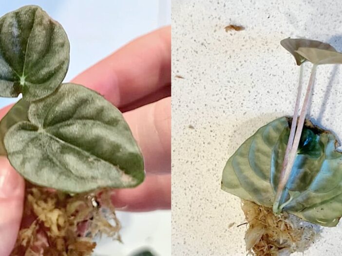 to photos side by side of a baby peperomia plant sprouted from a propagated leaf