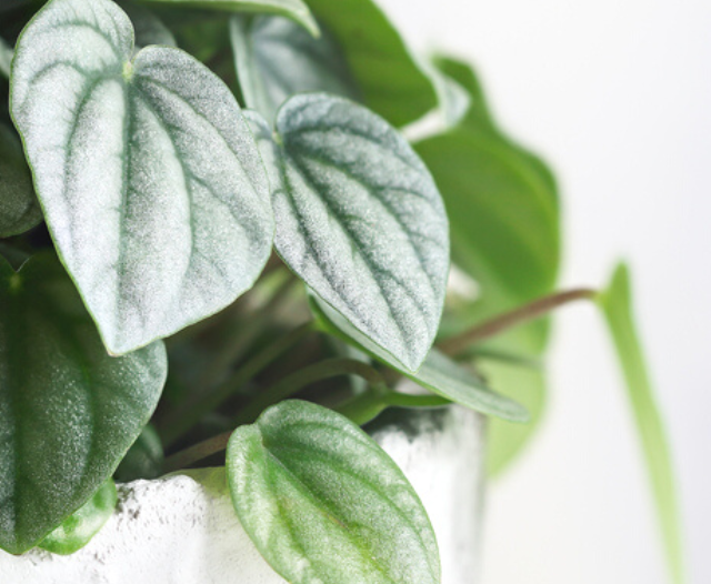 close up of peperomia frost leaves on a white background
