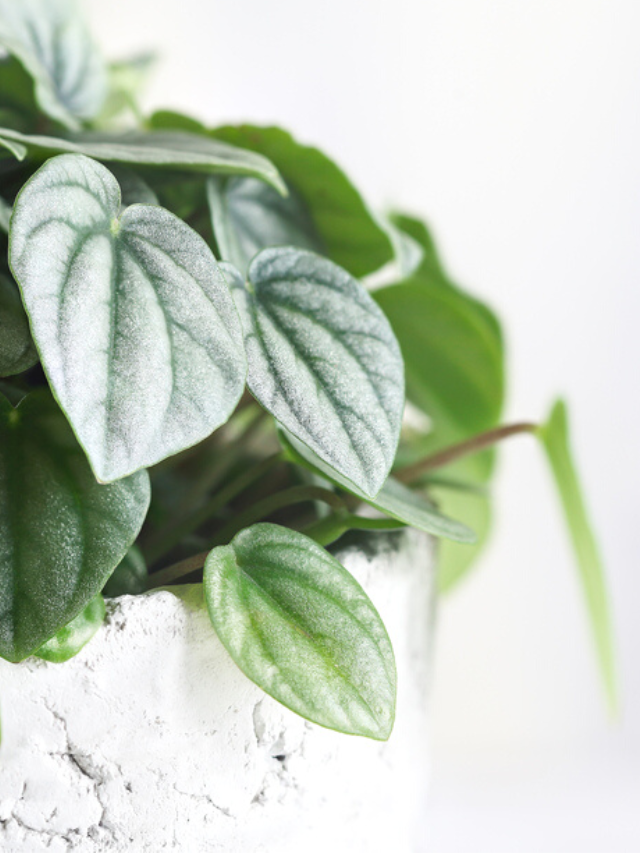 Peperomia Frost: Top 3 Tips for a Beautiful Plant!