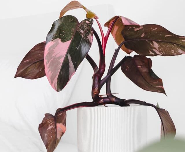pink princess philodendron on a nightstand