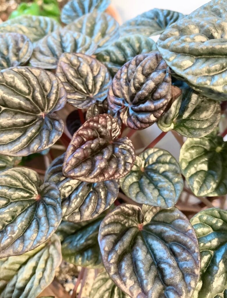 close up of red ripple peperomia leaves