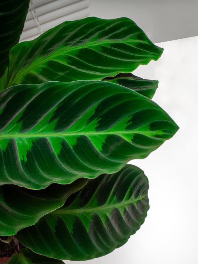 Calathea Warscewiczii Care | 3 Tips for This Tricky Plant!