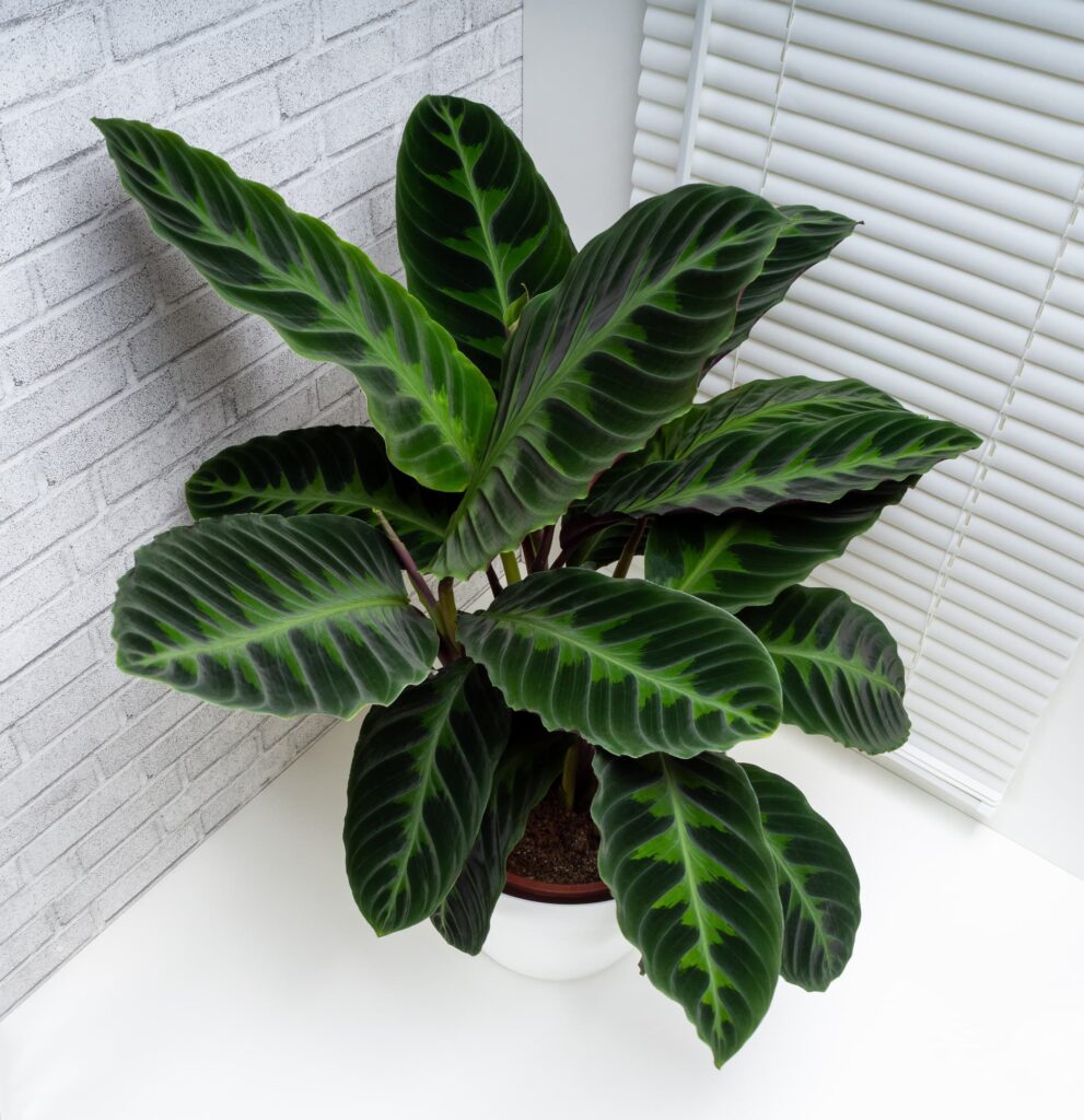 Calathea Warscewiczii potted plant on the floor