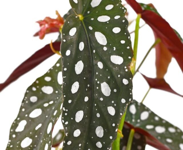 close up of polka dot begonia leaves on a white background