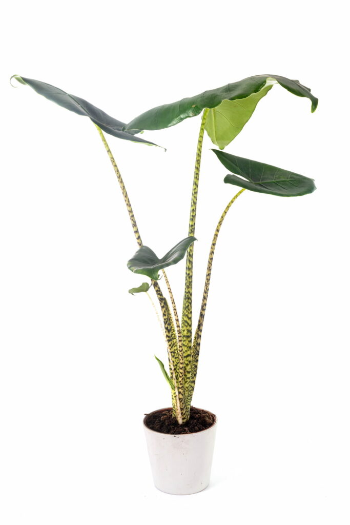 alocasia zebrina potted plant on a white background