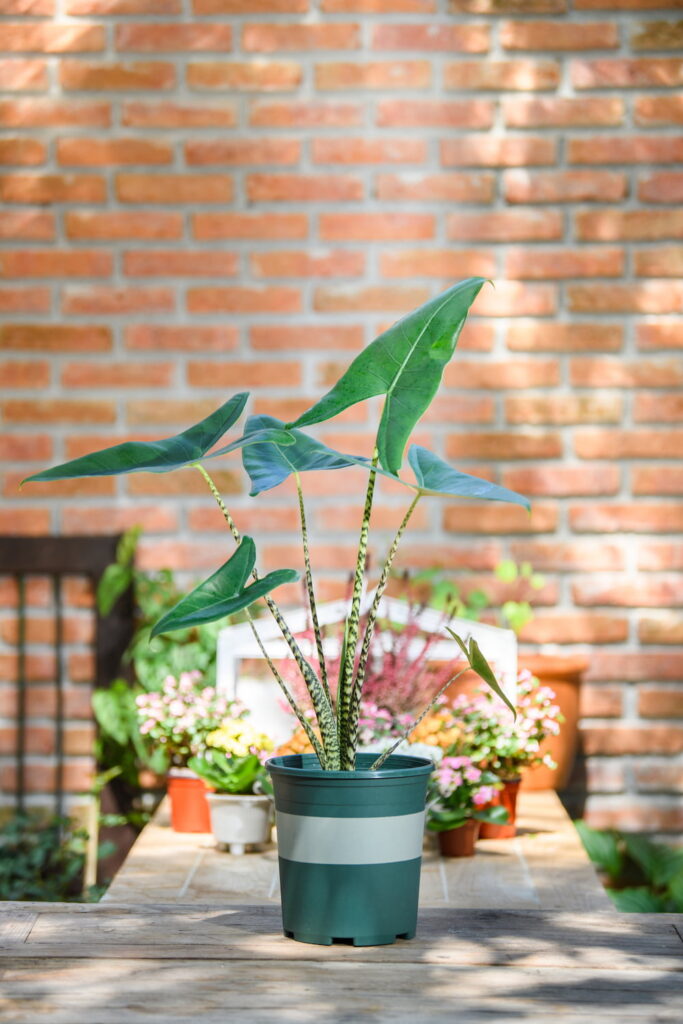 How to Care for and Propagate Alocasia Zebrina | Sprouts and Stems