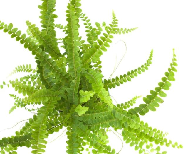 lemon button fern from above on a white background