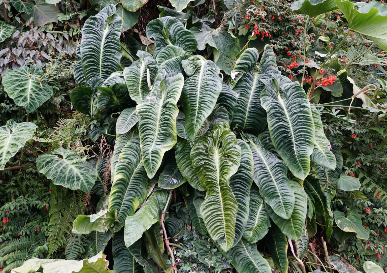 Anthurium Veitchii Caring for & Propagating the King Sprouts and Stems