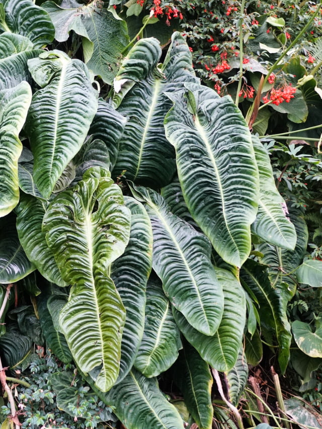 Anthurium Veitchii 3 MUSTKNOW Care Tips! Sprouts and Stems