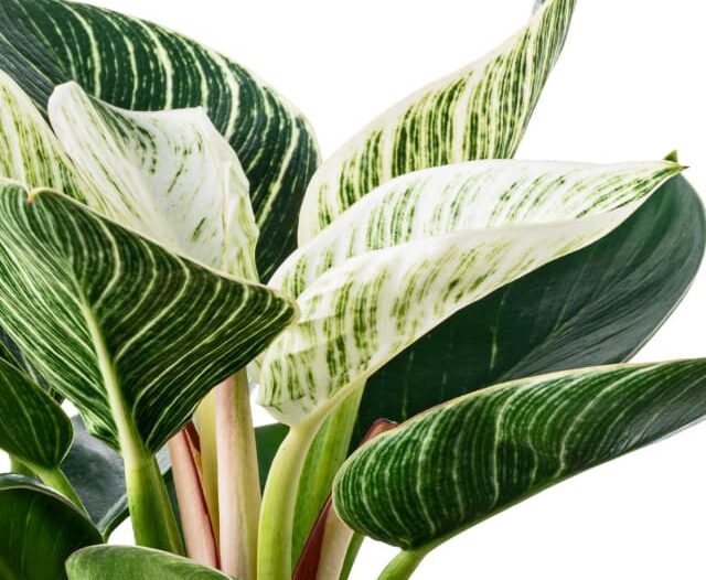 Close up of philodendron birkin leaves on a white background