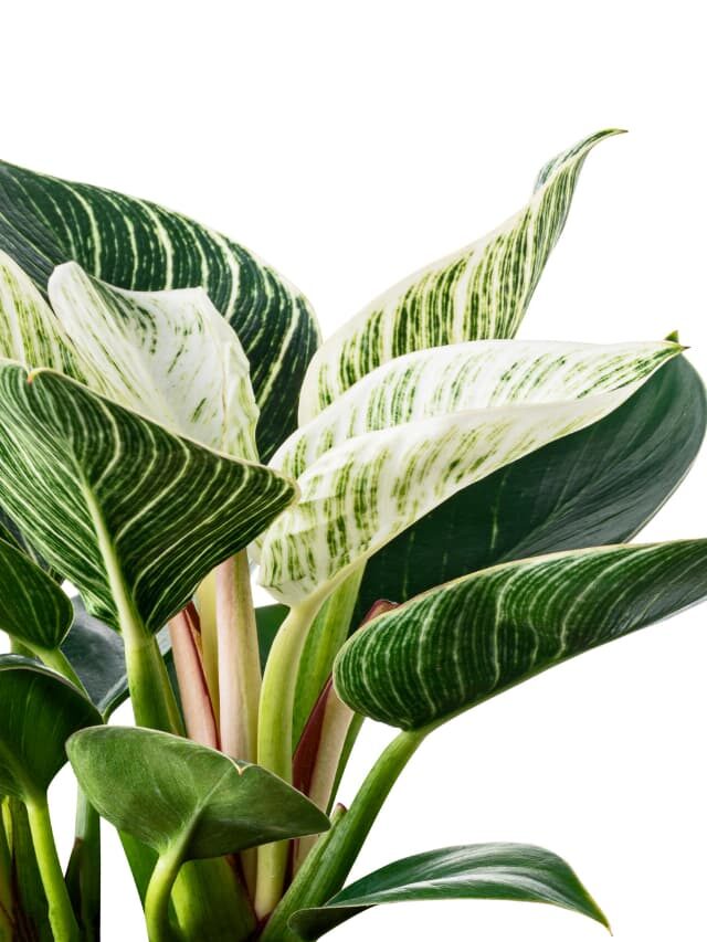 How to Propagate Philodendron Birkin: 3 Easy Steps!
