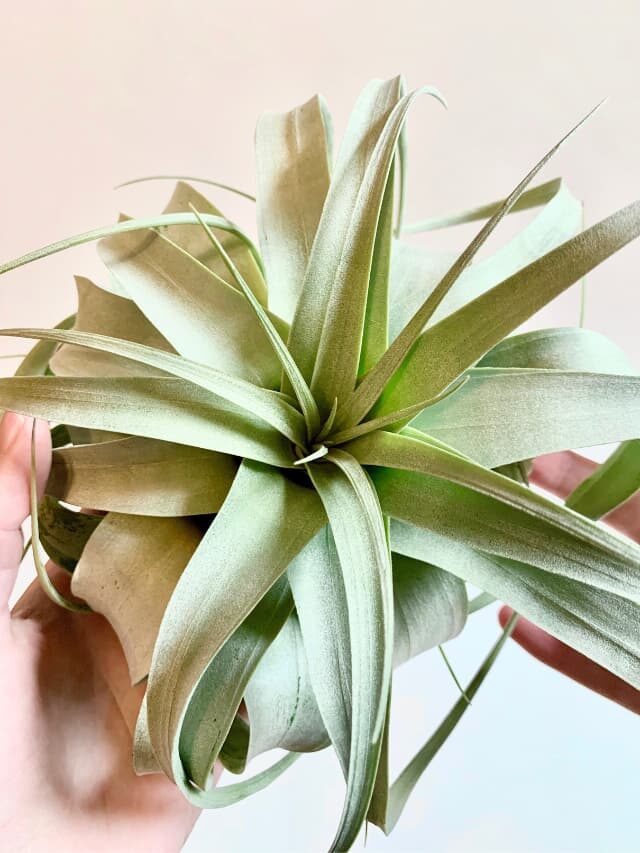Tillandsia Xerographica | 3 MUST-KNOW Care Tips!