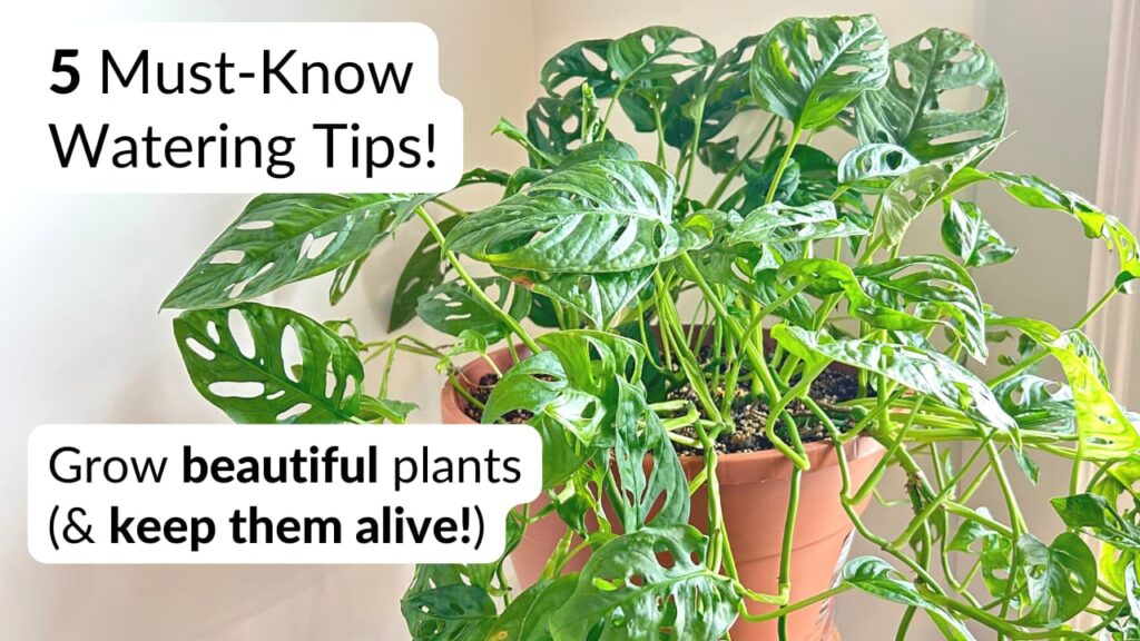 Monstera adansonii plant with text overlay: 5 must-know watering tips. Grow beautiful plants and keep them alive!