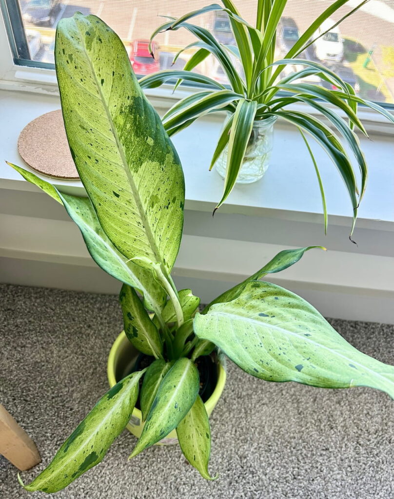 Dieffenbachia plant from above
