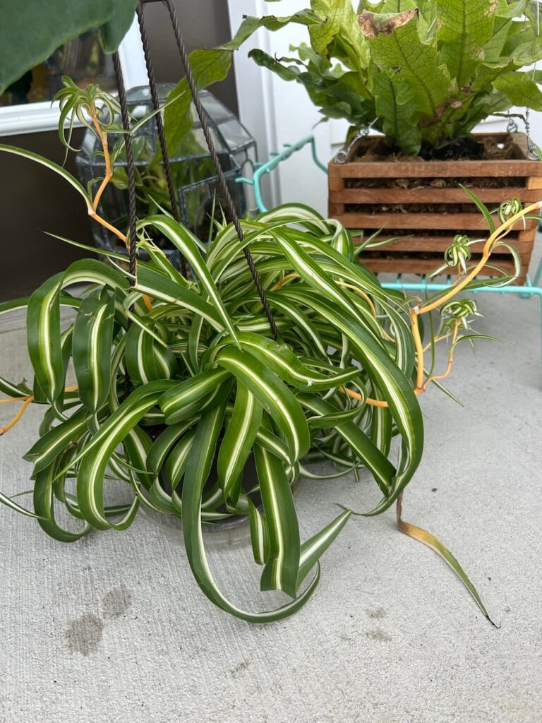 Spider plant Bonnie on a patio with other plants in the background