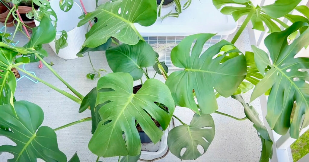Where Do You Cut Monstera for Propagation? (Video Demonstration Included!)  | Sprouts and Stems