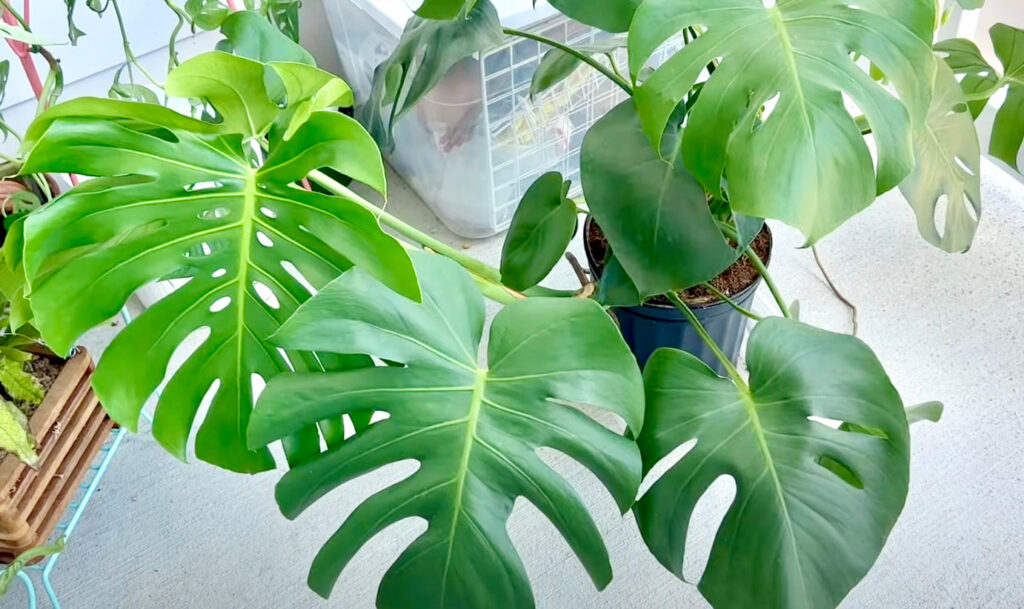potted monstera deliciosa outside on a balcony