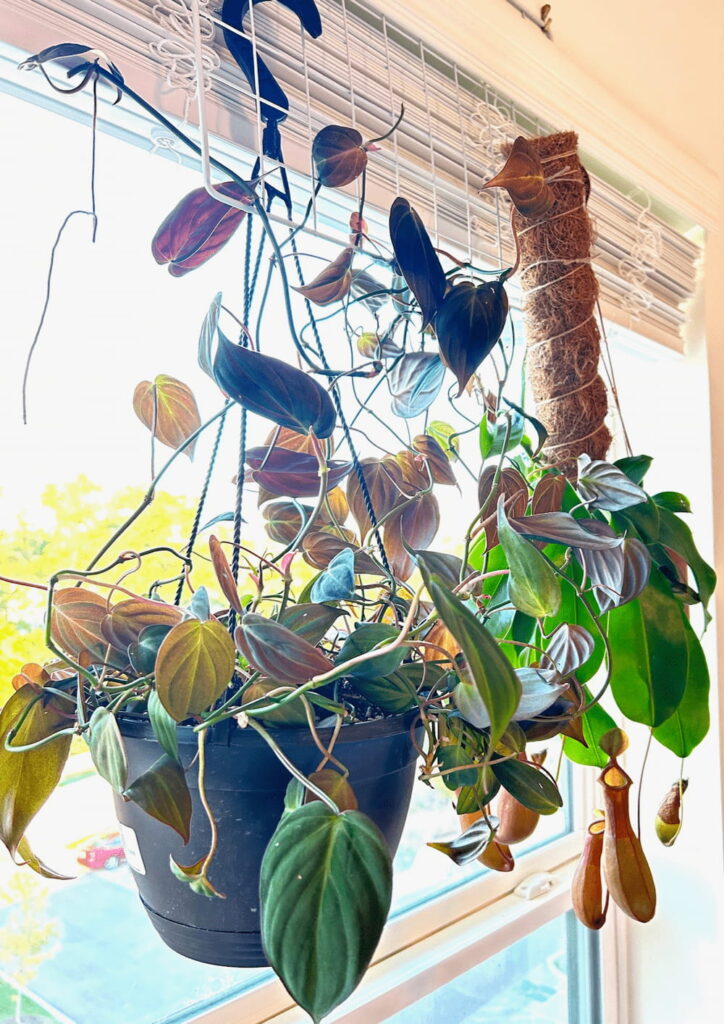 philodendron micans and pitcher plant hanging in a window