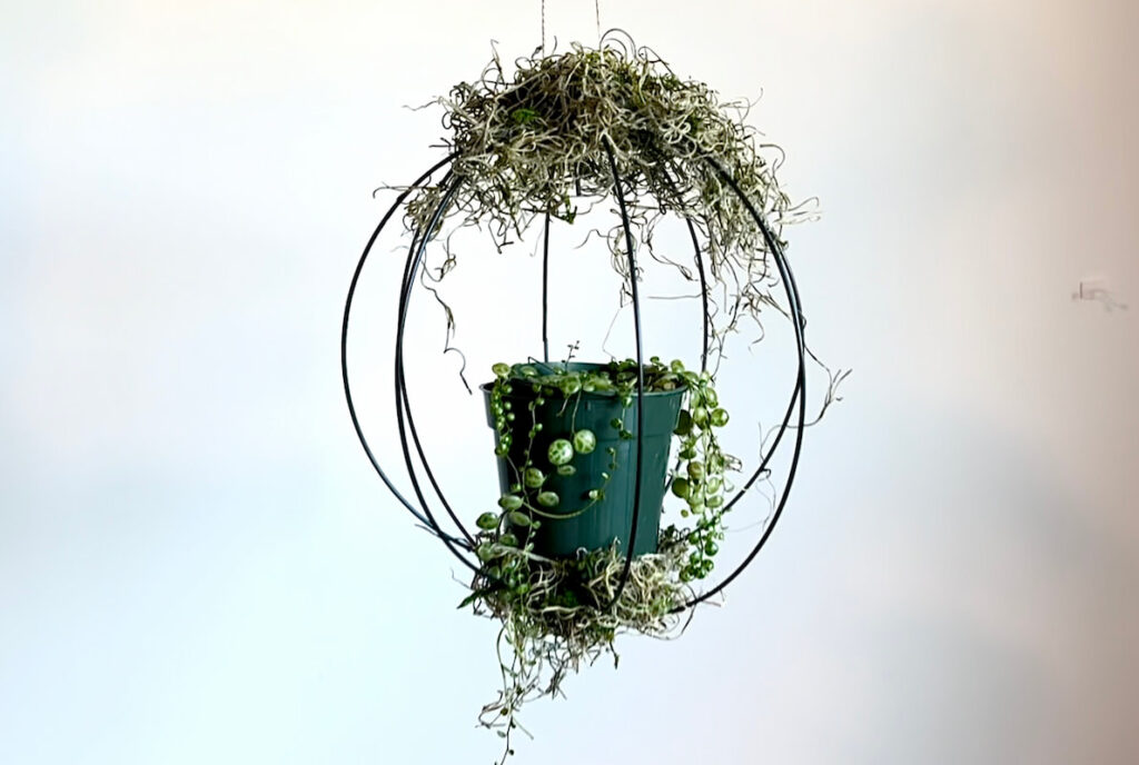 Plant hanger decorated with moss with a string of turtles plant inside
