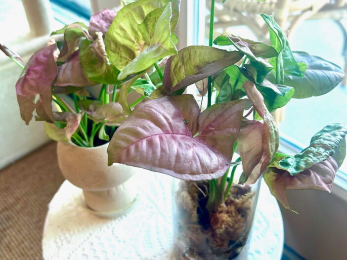 two pink syngonium plants on a small table