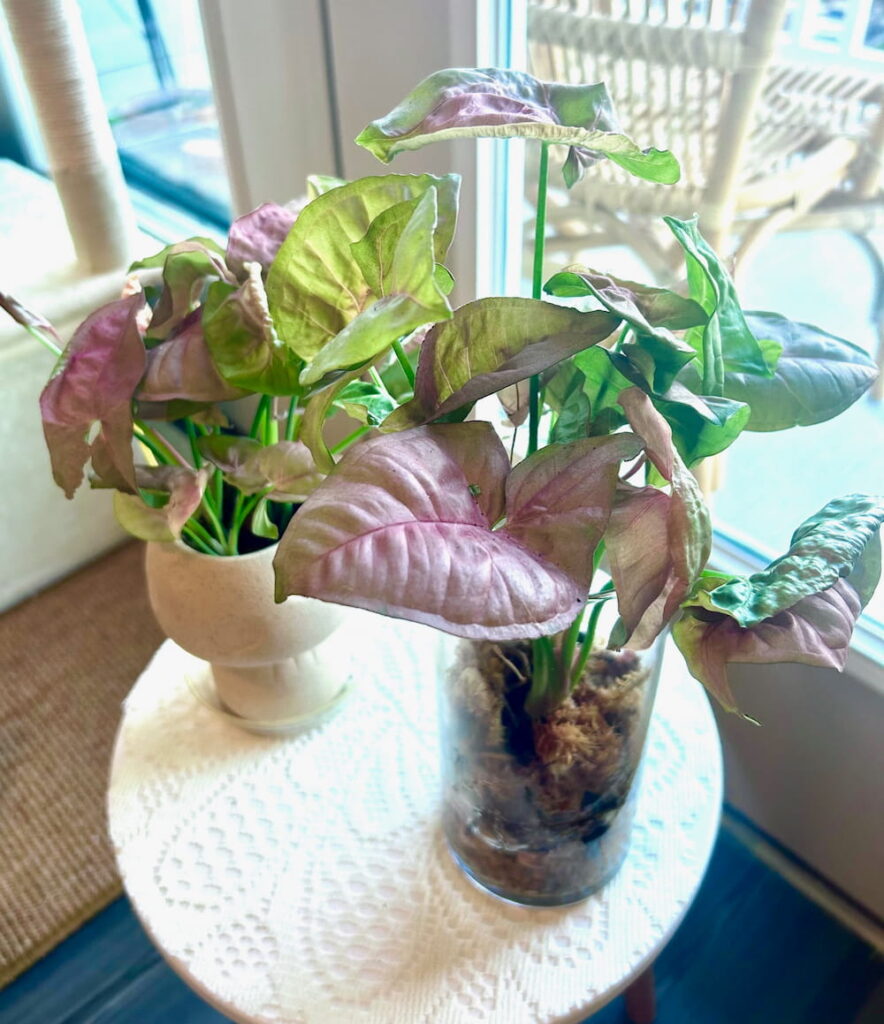 two pink syngonium plants on a small table