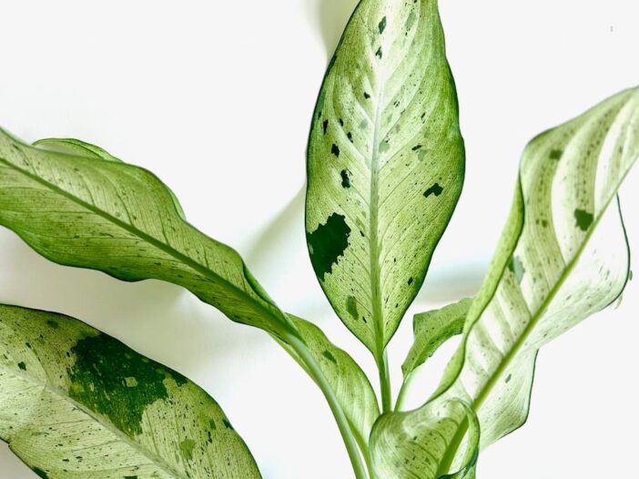dieffenbachia camouflage leaves on a white background