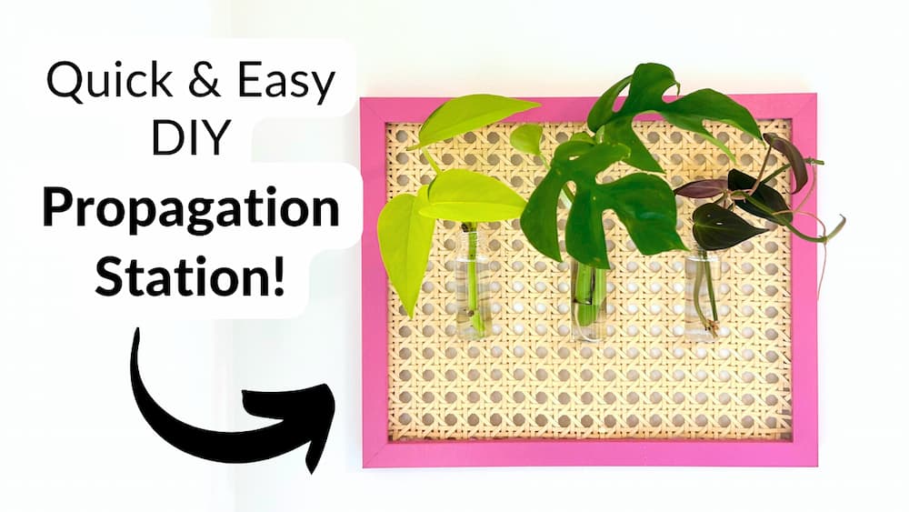 propagation station in pink picture frame with rattan backing
