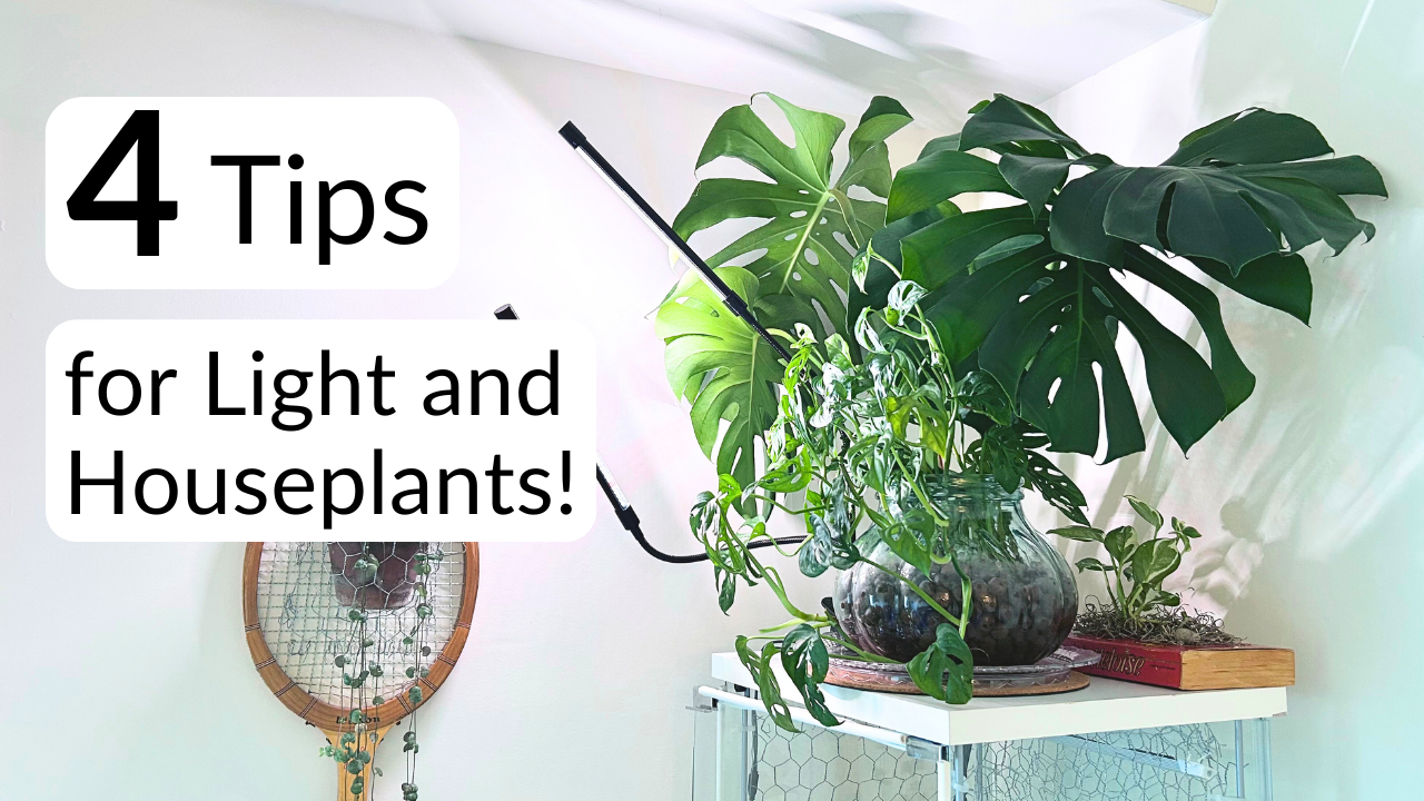 philodendron kaufen holland Philodendron Luxurians – Foliage Dreams main image 0