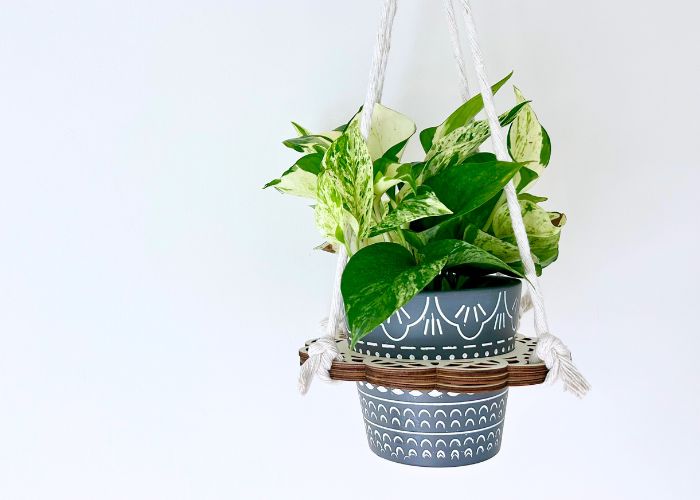 manjula pothos in a plant hanger on a white background